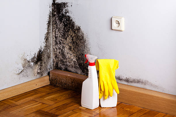 Best Commercial Mold Removal  in Clarendon Hls, IL
